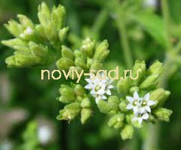 Стевия (Stevia rebaudiana Bertoni)