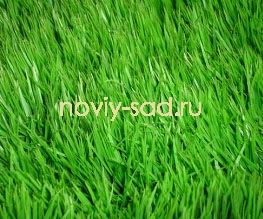 Газонные травы и сидераты